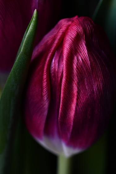 Tulip macro -4. thumb