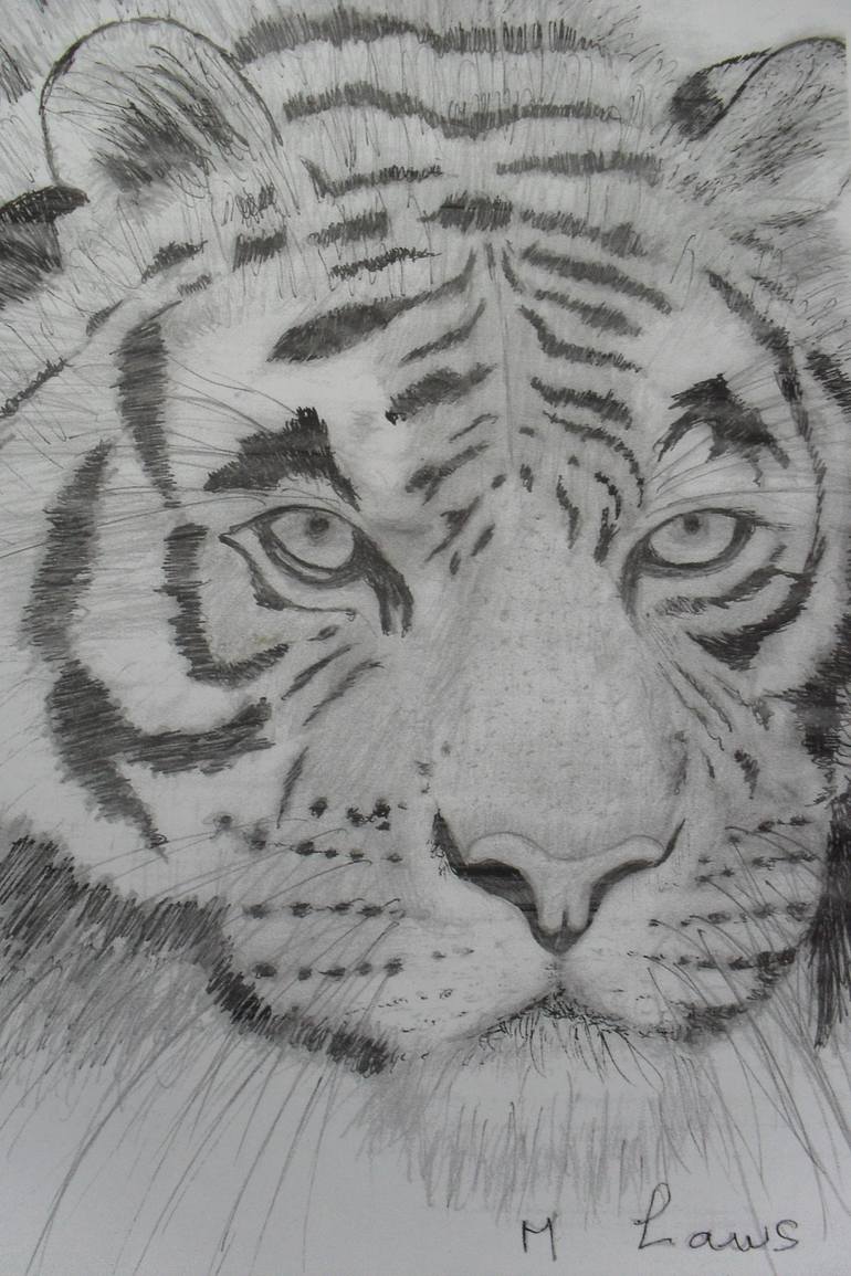 tiger portrait Drawing by Margaret L Laws | Saatchi Art