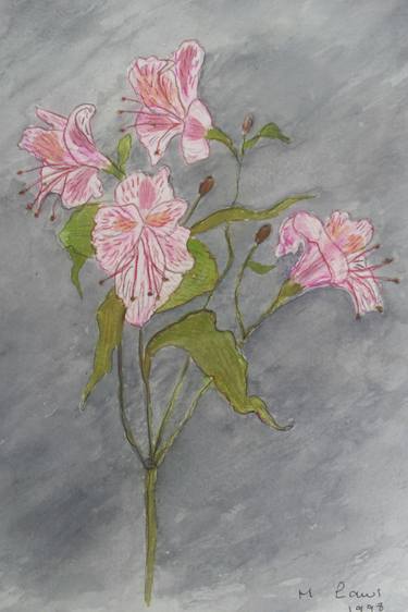 Original Floral Drawings by Margaret L Laws