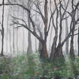 trees in the mist by Margaret L Laws