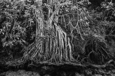 Print of Tree Photography by Tamara Mesri