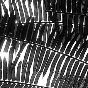 JUNGLE - Limited Edition 1 of 50