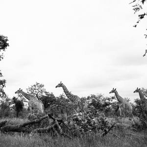 Giraffes - South Africa- LIMITED EDITION 1 of 50