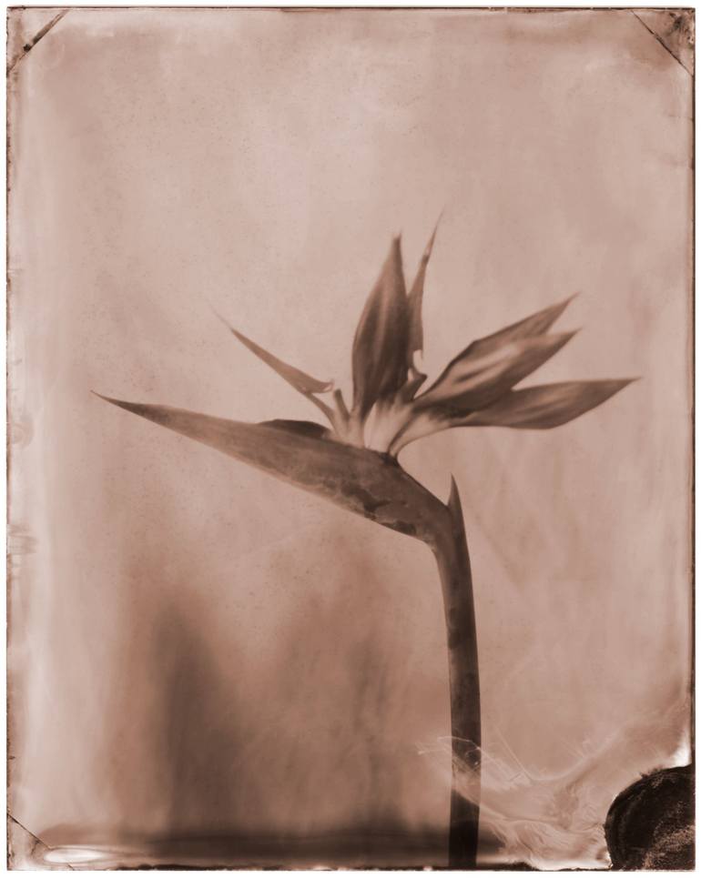 Original Floral Photography by Shawna Ankenbrandt | Minimalism Art on Paper | Birds of Paradise