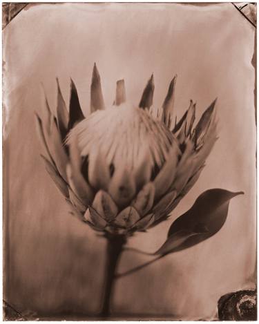 Original Minimalism Floral Photography by Shawna Ankenbrandt
