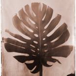Monstera by Shawna Ankenbrandt