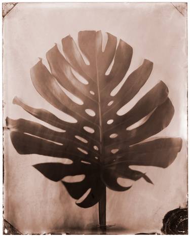 Original Black & White Botanic Photography by Shawna Ankenbrandt