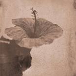 Hibiscus 1 by Shawna Ankenbrandt