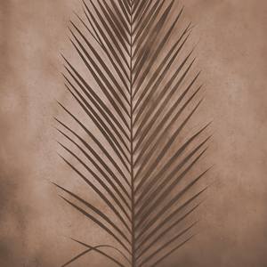 Areca Palm