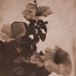 Hibiscus 3 by Shawna Ankenbrandt