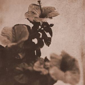 Hibiscus 3