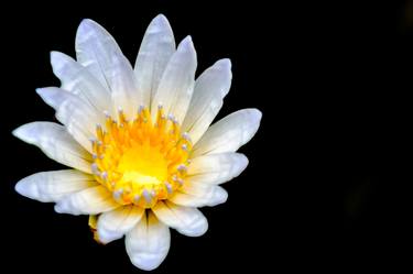 Print of Fine Art Floral Photography by Renante Tuballa