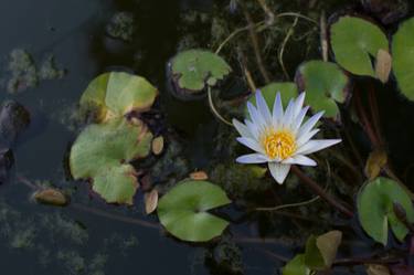 Print of Floral Photography by Renante Tuballa