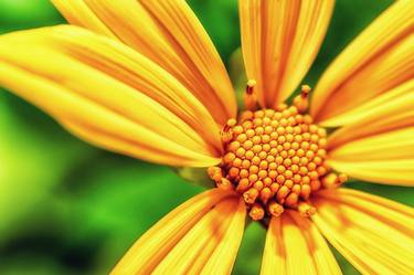 Print of Fine Art Floral Photography by Renante Tuballa