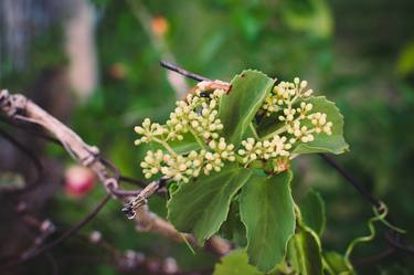 Print of Floral Photography by Renante Tuballa