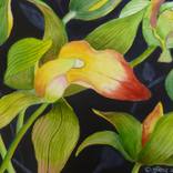 Collection Floral
