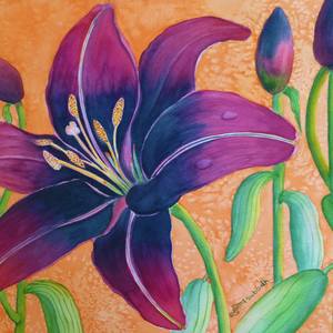 Lilium Lily