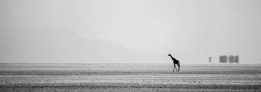 GIRAFFE IN QUEST FOR WATER LIMITED EDITION 3/20 thumb