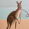 Close up kangaroo