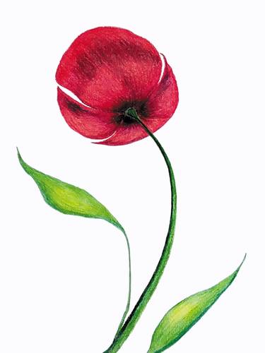 Print: Pattern with one red poppy. thumb