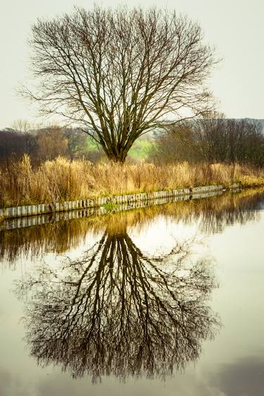 Print of Conceptual Tree Photography by David Ridley