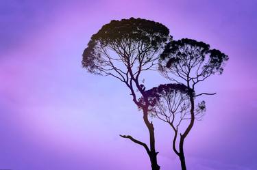 Print of Surrealism Tree Photography by Susan Maxwell Schmidt