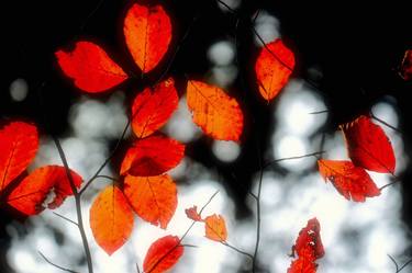 Print of Seasons Photography by Susan Maxwell Schmidt