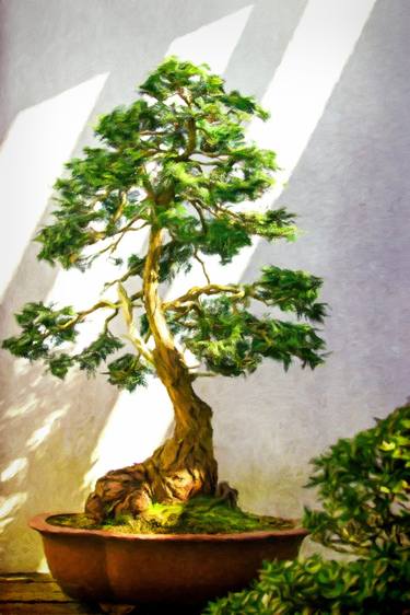 Bonsai in the Garden thumb