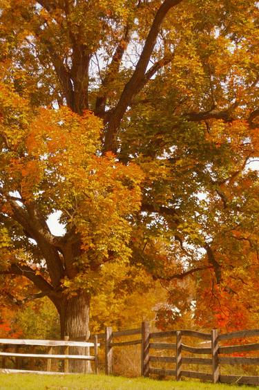 Print of Documentary Tree Photography by Susan Maxwell Schmidt