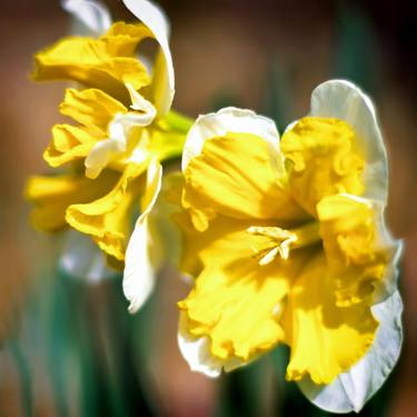 Daffodils in the Sun thumb