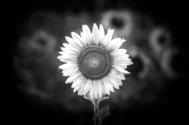 Don't Piss Off the Sunflower Monochrome thumb