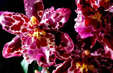 Wilsonara Orchid 'Eye Candy' thumb