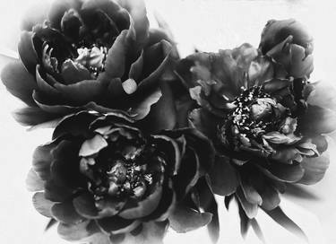 Print of Figurative Floral Photography by Susan Maxwell Schmidt