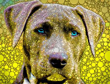 Blue Lacy in Yellow thumb