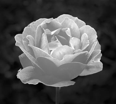 Delicate Rose of Love thumb