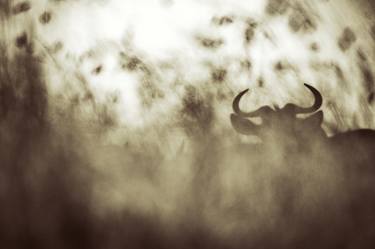 Original Animal Photography by Julia Sundukova