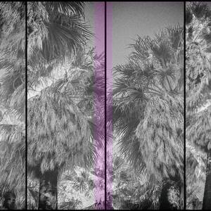 Indian Canyon Multi Palm Tres #10