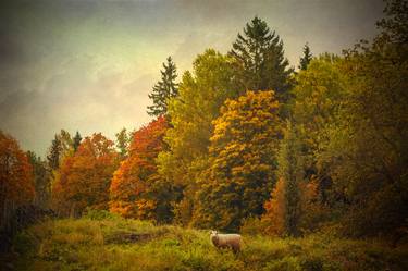 Original Fine Art Nature Photography by Jan Follby