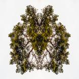 Queen Nature - Levitate series - Limited Edition 1 of 5 by Jan Follby