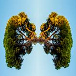 Lungs of the world - Levitate series - Limited Edition of 6 by Jan Follby