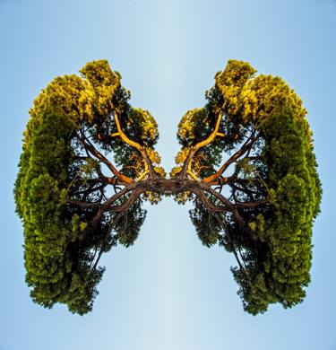 Lungs of the world - Levitate series - Limited Edition of 6 thumb