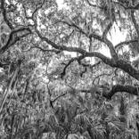 Lush Jungle by John Mazlish