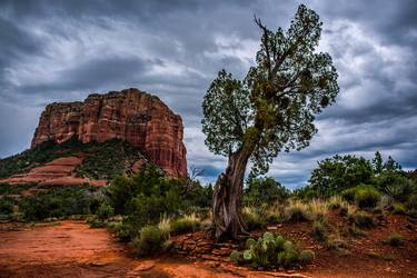 Lone Desert Tree thumb