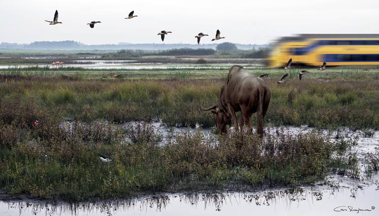 View in a Room Artwork