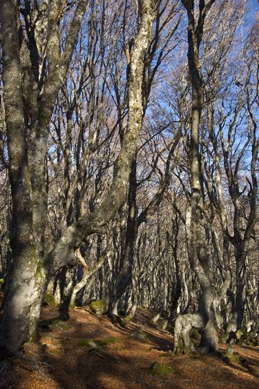 Original Figurative Tree Photography by Philippe Coubret