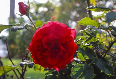 Print of Floral Photography by Paul Shefferly