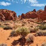 Desert Bush - Limited Edition 1 of 25 by Andis Akerfelds