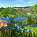 Texas Hill Country in Full Bloom by Teresa Bristol