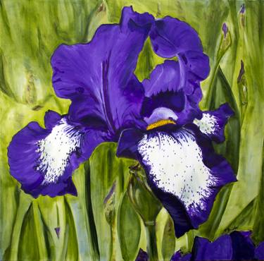 Beautiful Iris thumb