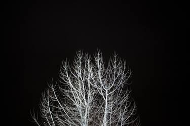 Saatchi Art Artist Mikhail Kalarashan; Photography, “Night tree - Limited Edition of 12” #art